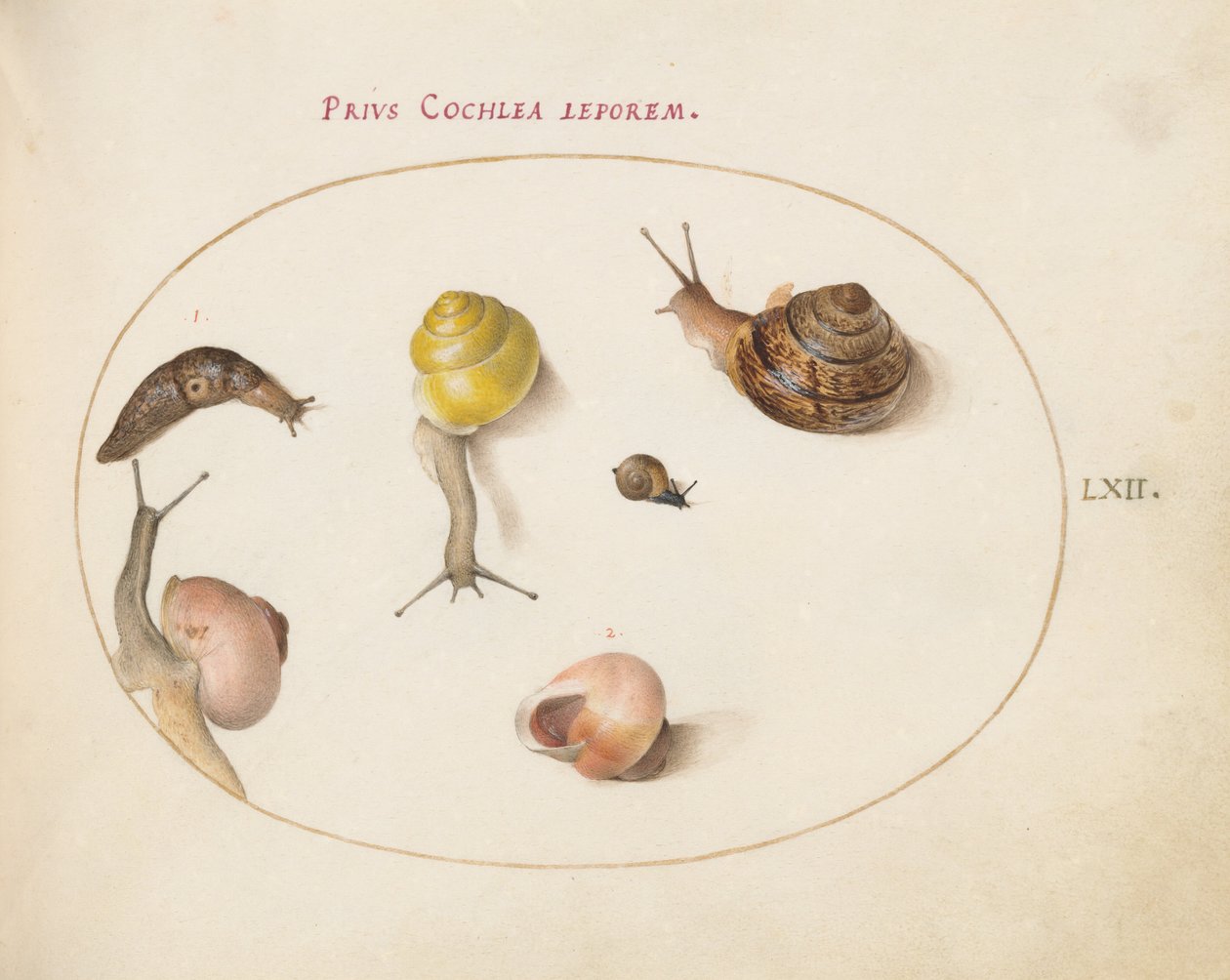 Lâmina 62: Uma lesma com caracóis de Joris Hoefnagel