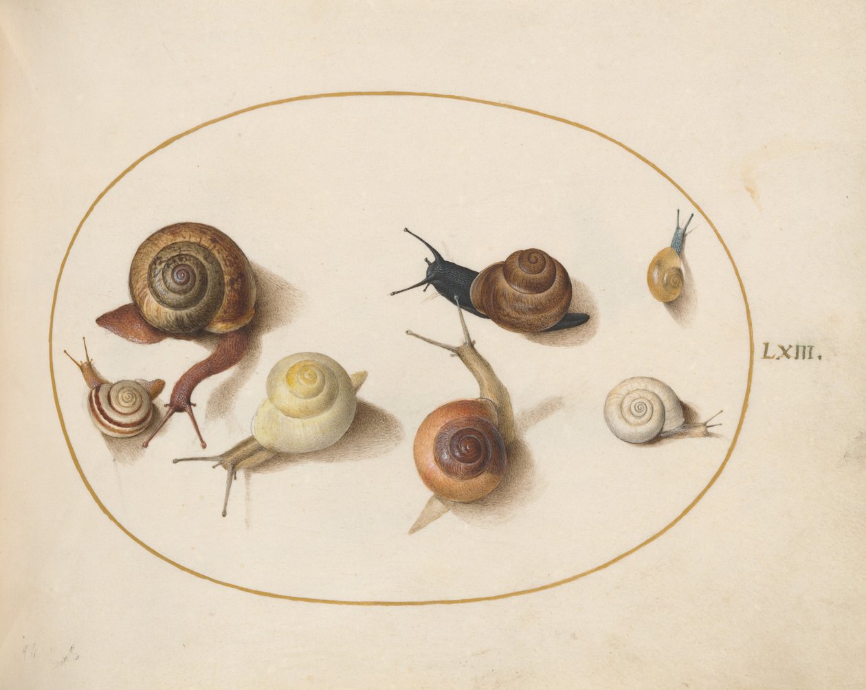 Prancha 63: sete caracóis de Joris Hoefnagel
