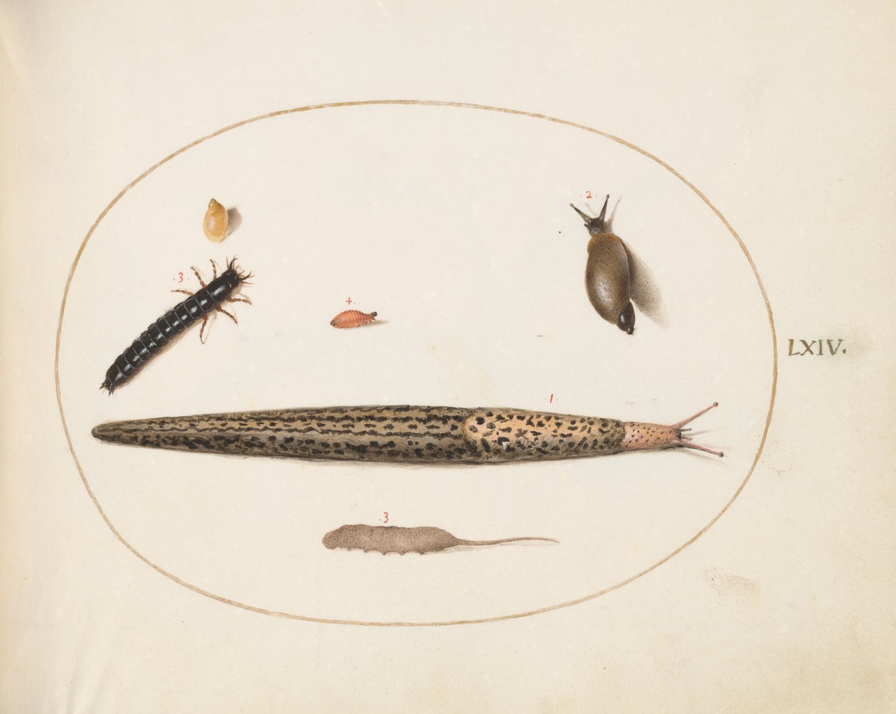 Ilustração 64: Lesma Leopardo, Larva de Besouro Terrestre, Larva de Rabo de Rato e Outras Criaturas de Joris Hoefnagel