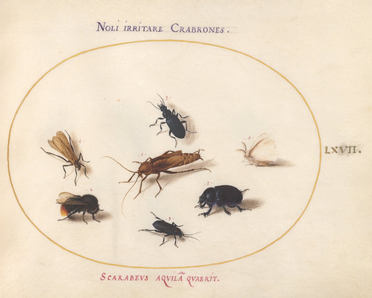 Gravura 67: Sete Insetos, Incluindo uma Borboleta Branca e uma Abelha de Joris Hoefnagel