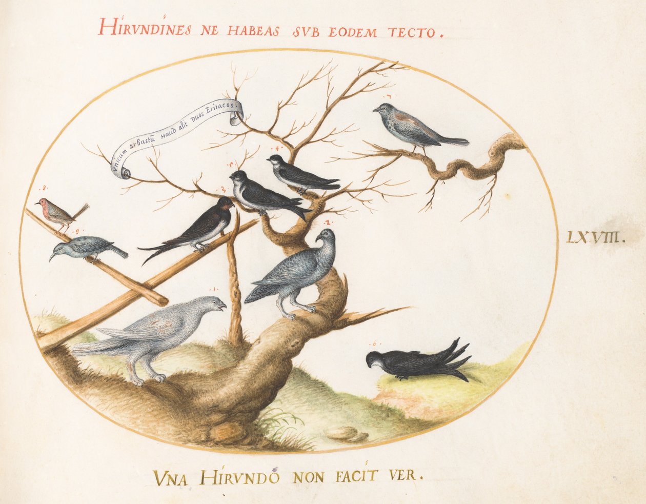 Gravura 68: Ptarmigan, andorinhas e outros pássaros de Joris Hoefnagel