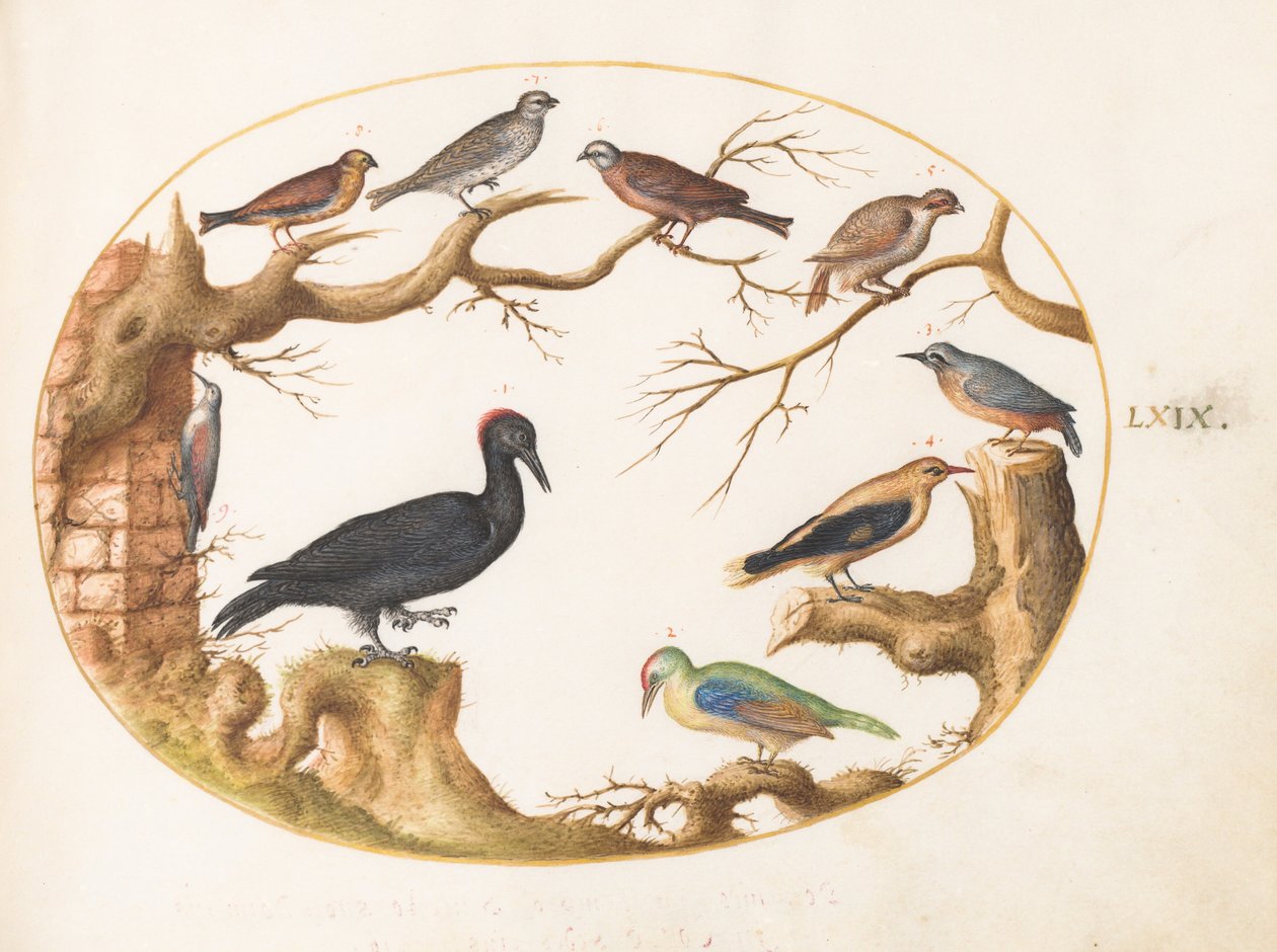 Prancha 69: pica-pau-preto, pica-pau-verde-europeu, trepadeira-azul e outras aves de Joris Hoefnagel