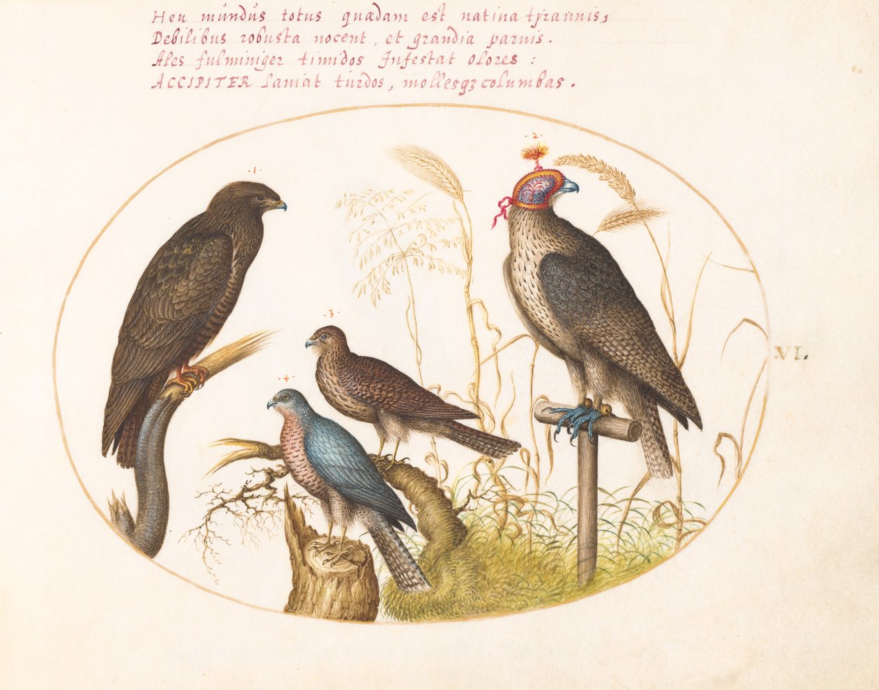 Placa 6: Quatro Aves de Rapina, Incluindo um Gavião (?) de Joris Hoefnagel