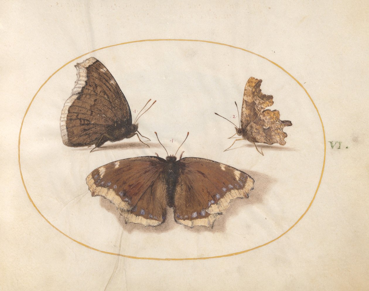 Placa 6: Duas Vistas de uma Borboleta de Manto de Luto (Camberwell Beauty) com uma Borboleta de Vírgula de Joris Hoefnagel