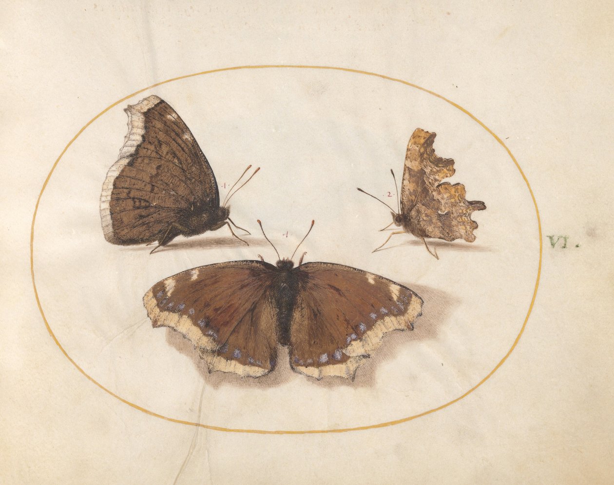 Prancha 6: Duas vistas de uma borboleta-manto-de-luto com uma borboleta-vírgula de Joris Hoefnagel