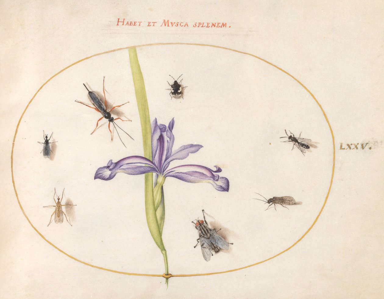 Ilustração 75: Uma Mosca e Outros Insetos com Íris de Joris Hoefnagel