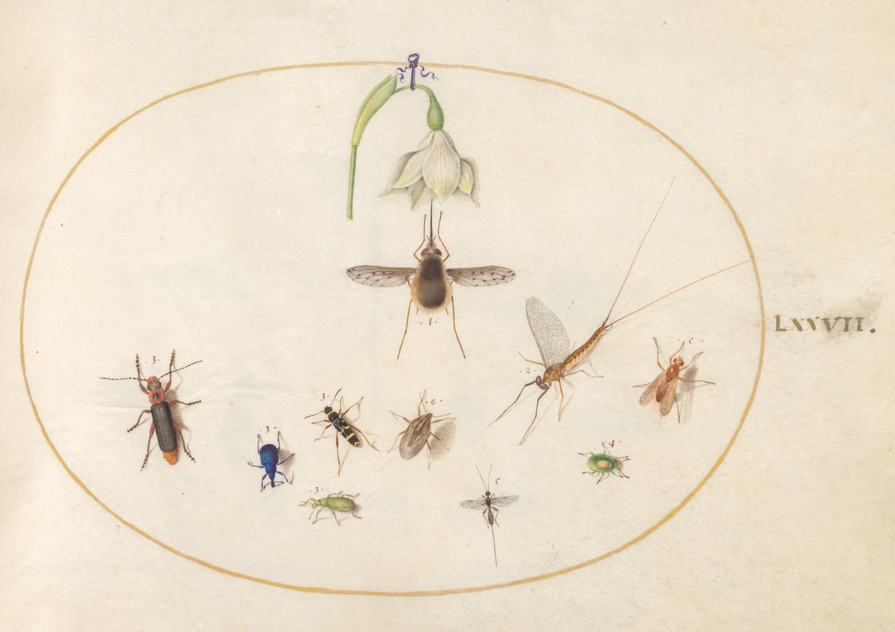 Prancha 77: bombílio-pontilhado com uma flor branca, uma efémera, um gorgulho azul e outros insectos de Joris Hoefnagel