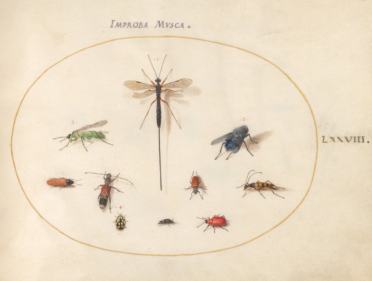 Ilustração 78: Dez insetos, incluindo uma mosca azul de Joris Hoefnagel