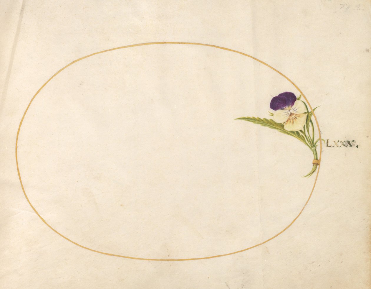 Placa 80: Viola Roxa e Amarela de Joris Hoefnagel