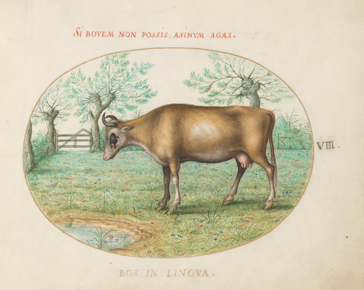 Placa 8: Uma Vaca de Joris Hoefnagel