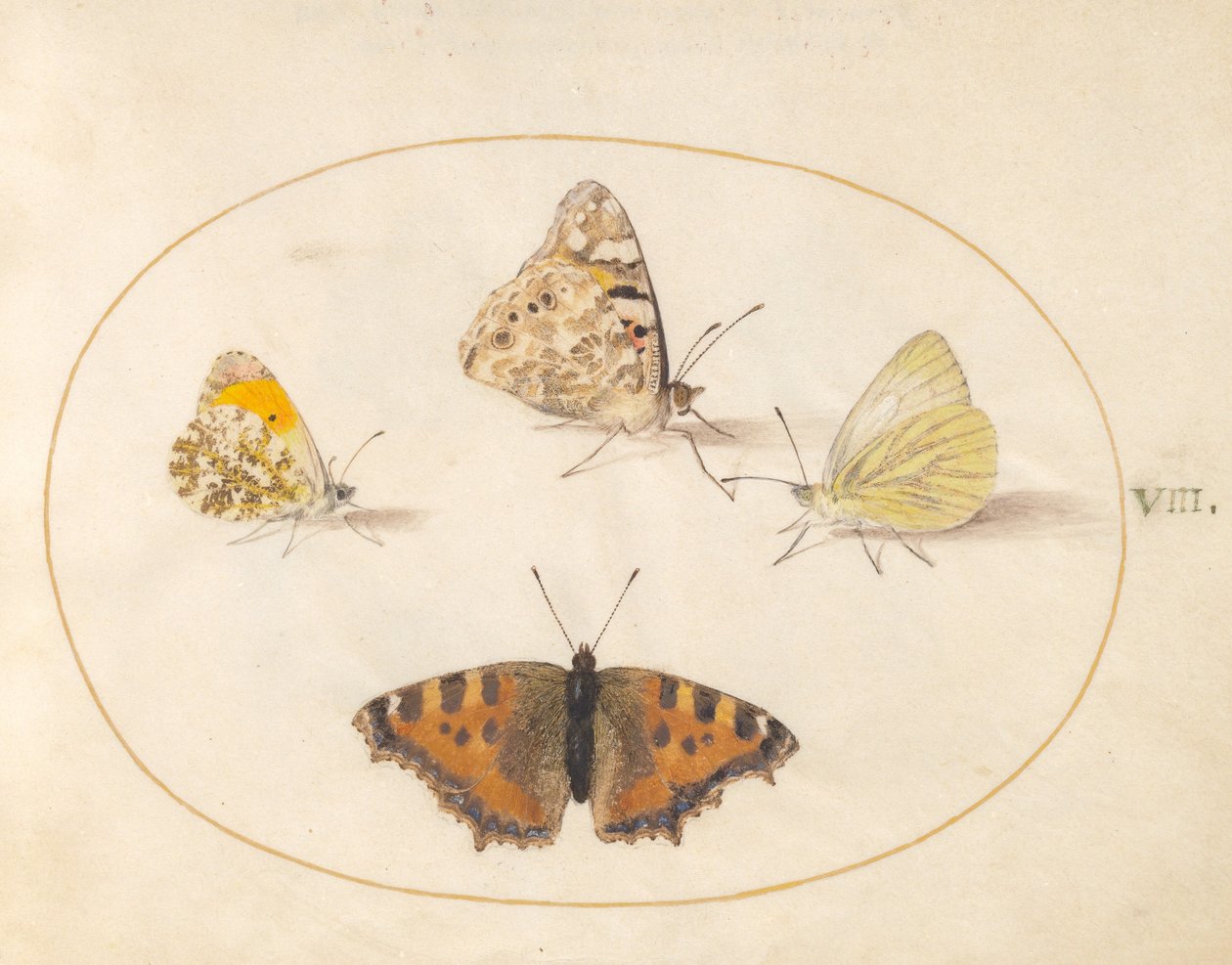 Placa 8: Ponta Laranja, Dama Pintada, Branca Pequena do Sul e Borboletas Pequenas de Carapaça de Tartaruga de Joris Hoefnagel