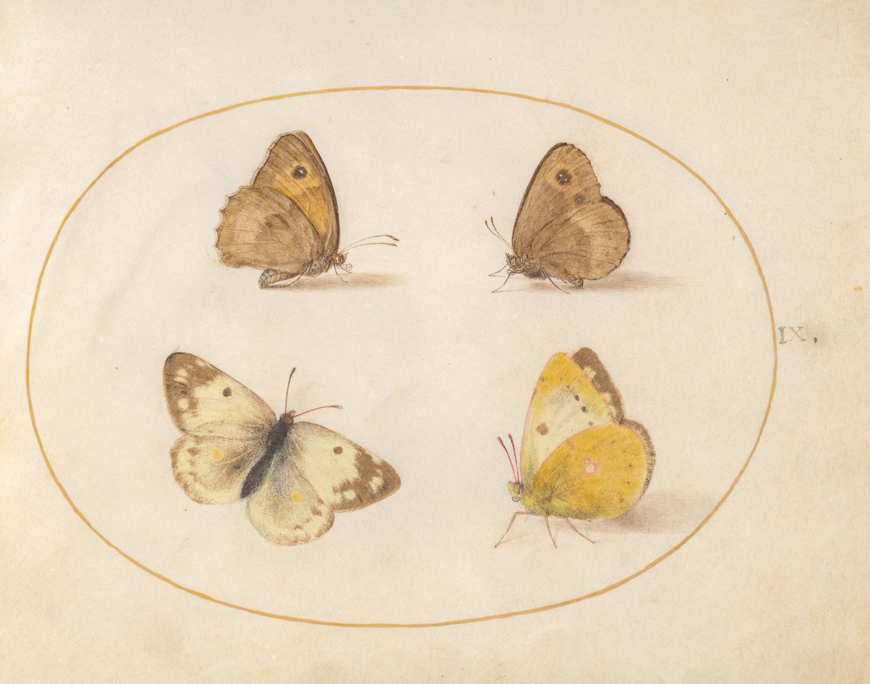 Prancha 9: Maniola jurtina, Pyronia tithonus, Colias croceus e Pontia daplidice de Joris Hoefnagel