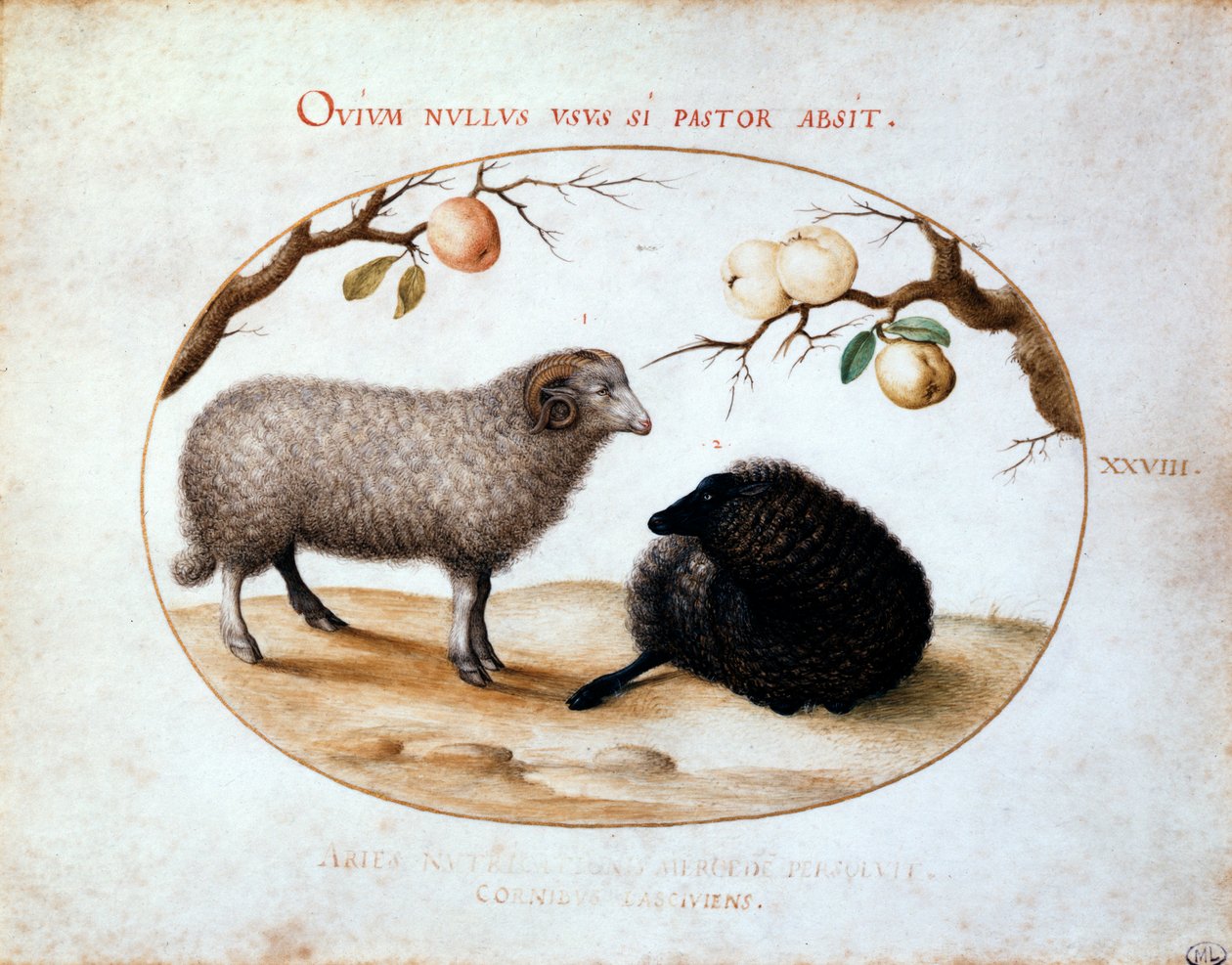 Ram, ovelha negra e dois ramos de maçã, século XVI. de Joris Hoefnagel