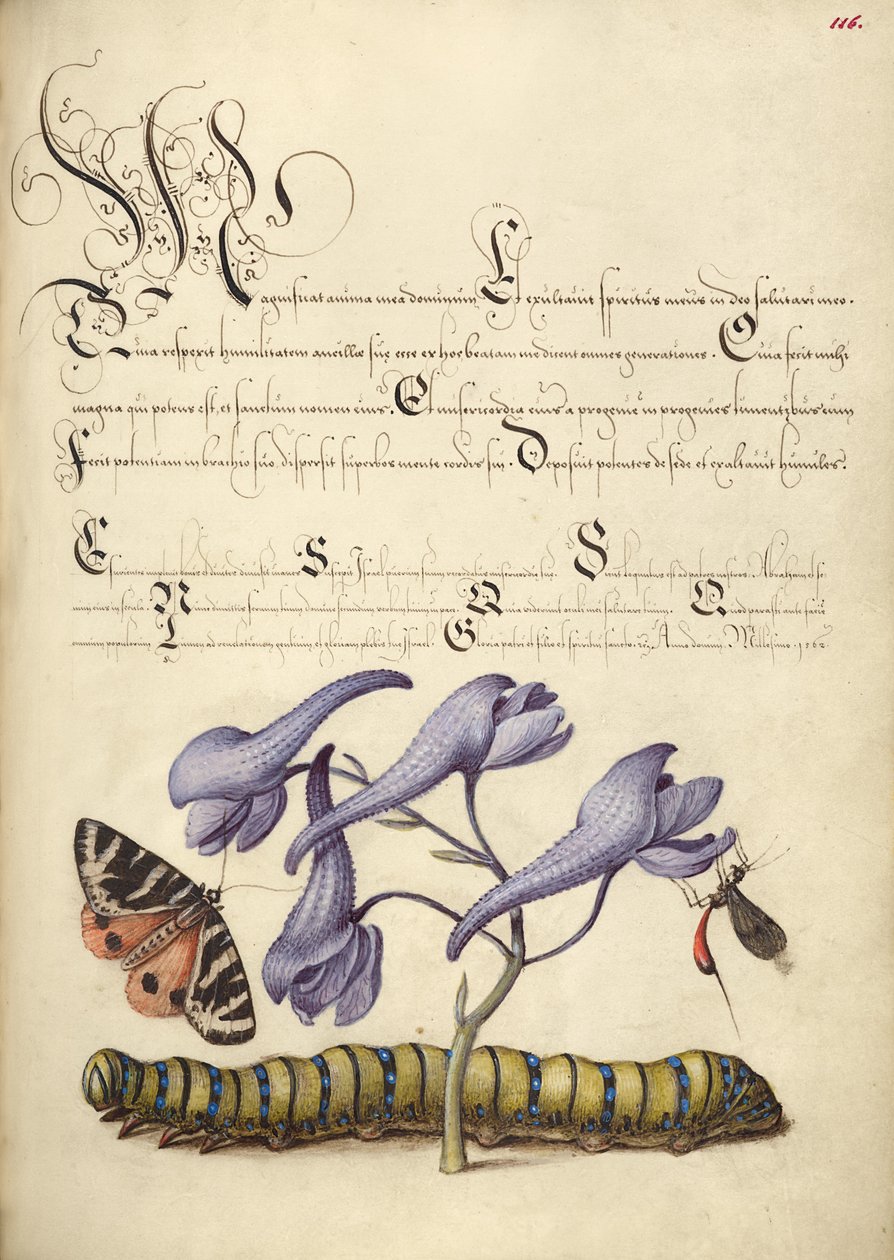 Mariposa-tigre-escarlate, Larkspur, inseto e lagarta de Joris Hoefnagel