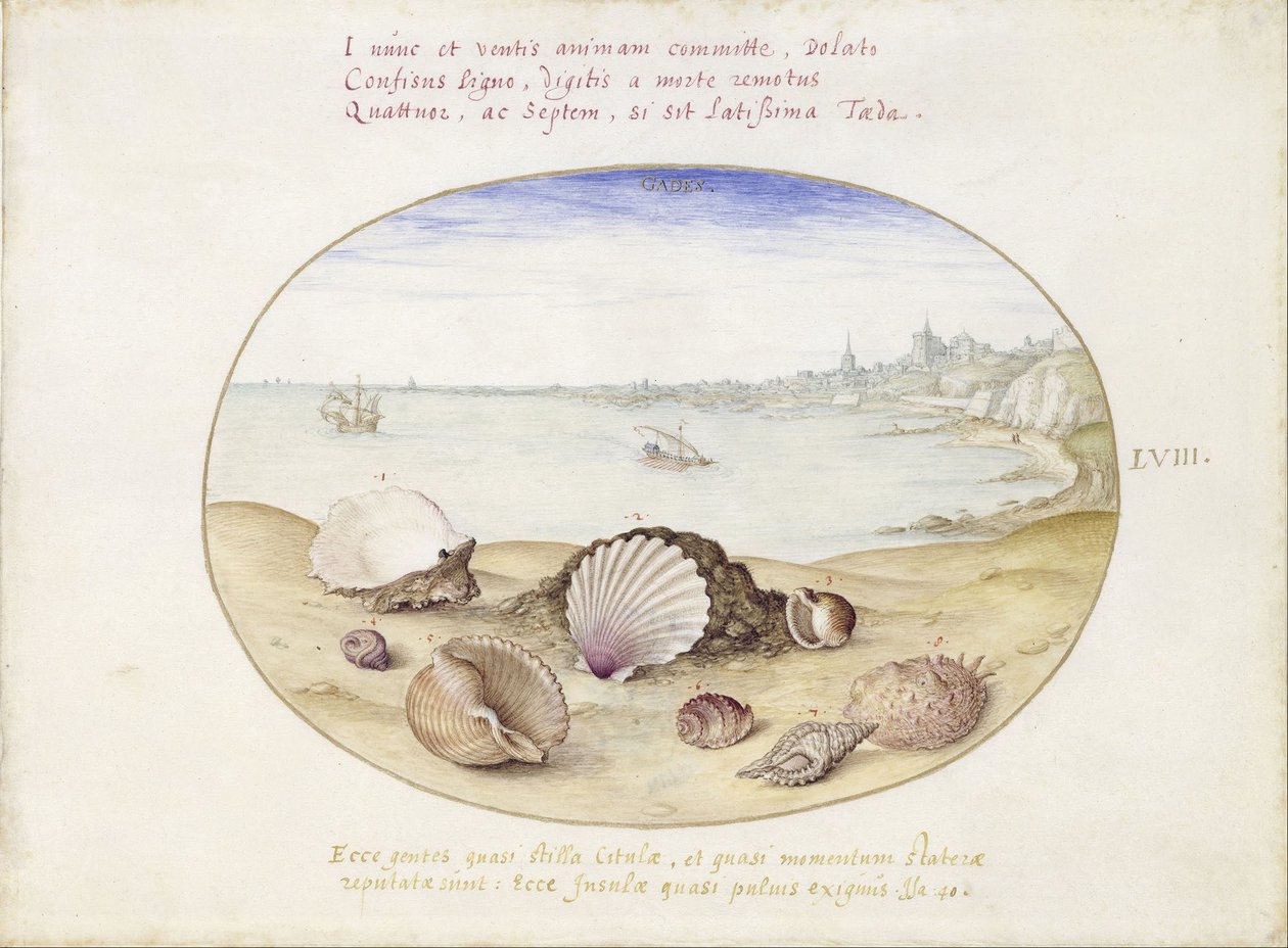 Conchas e vista de Cádis de Joris Hoefnagel