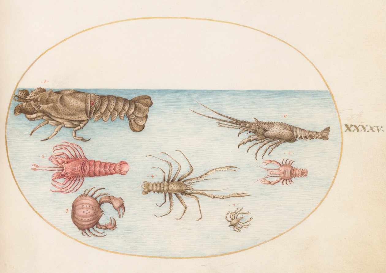 Marisco, c.1575-80 de Joris Hoefnagel