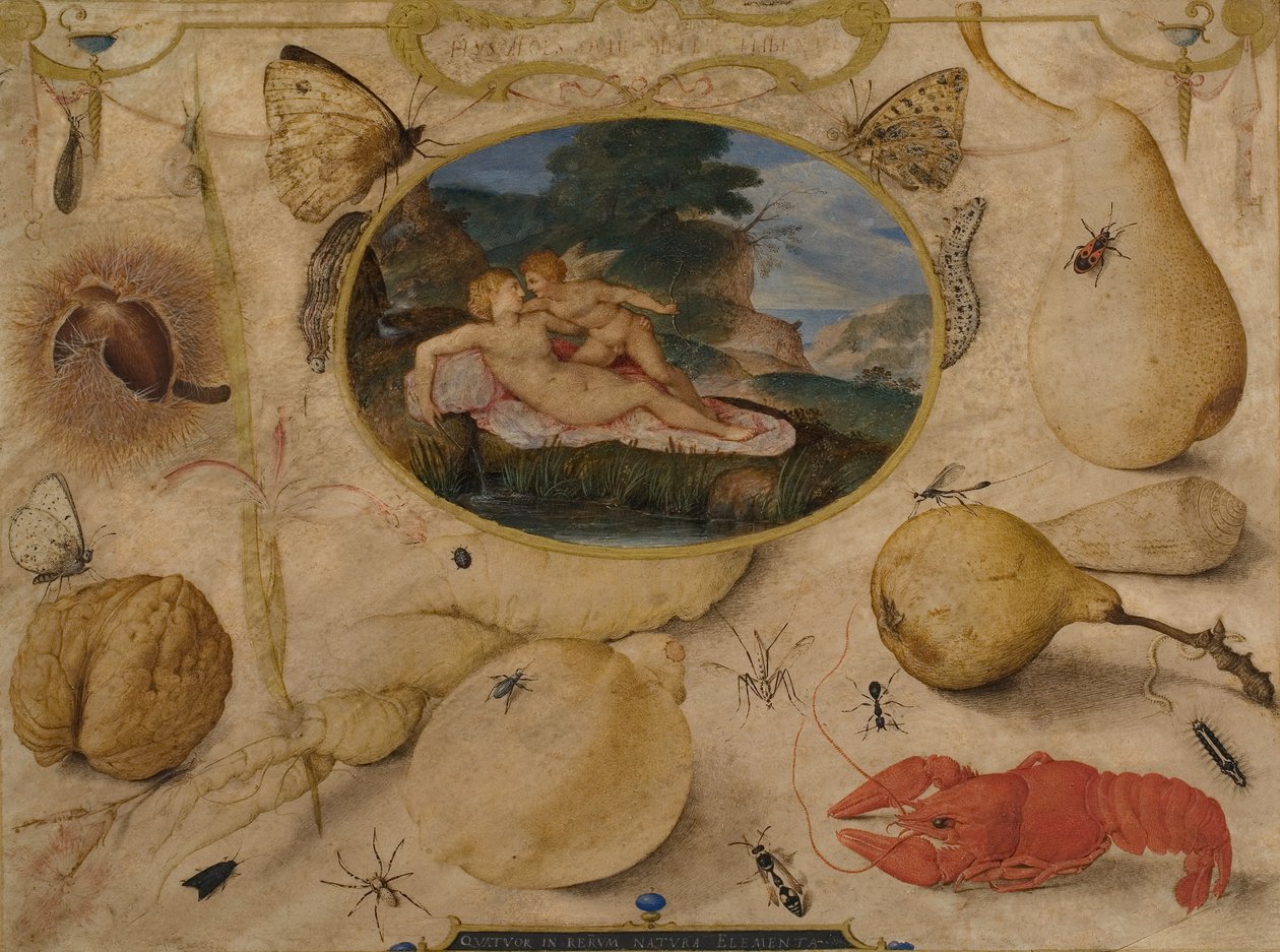 Vênus desarmando Amor em um medalhão rodeado de plantas, frutos, insetos e moluscos, c. 1595 (wc e bodycolour) de Joris Hoefnagel