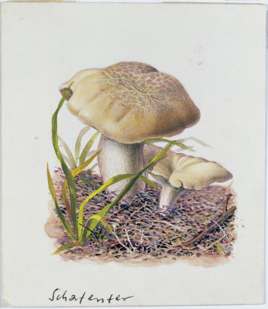Estudo de fungos de Josef Fleischmann