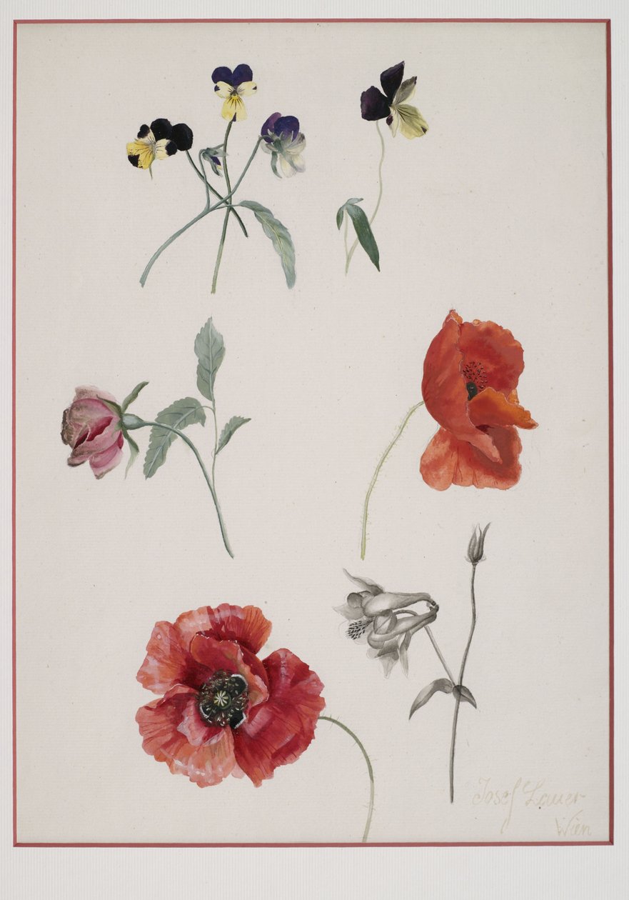 flores de Josef Lauer