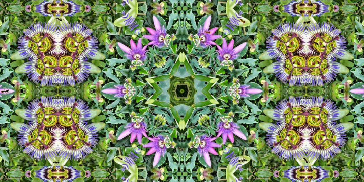 Criaturas: Formigas no campo das flores da paixão de Josef Johann Michel