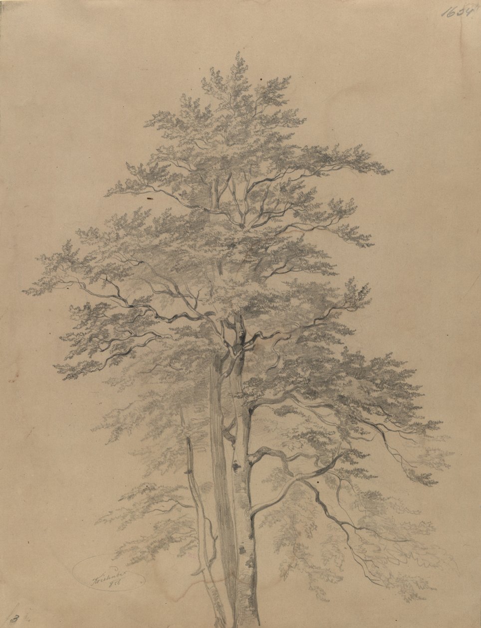 Estudo de árvore de Josef Kriehuber