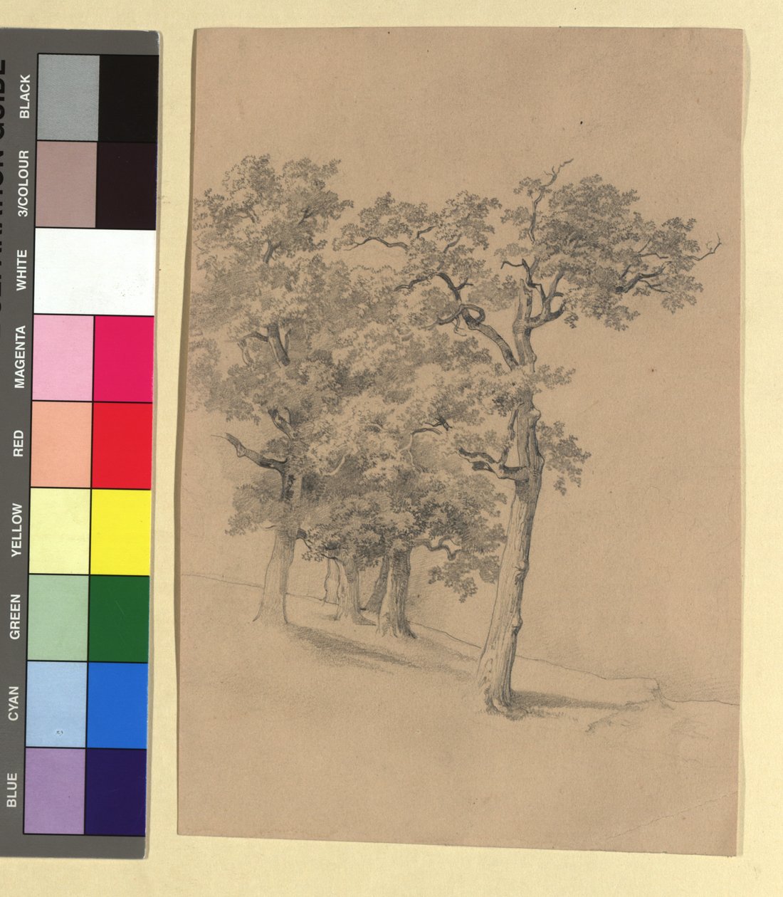 Estudo de árvore de Josef Kriehuber