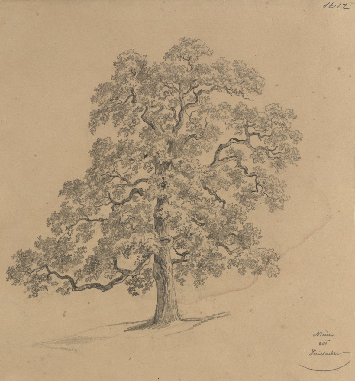 Estudo sobre árvores realizado em Mauer de Josef Kriehuber