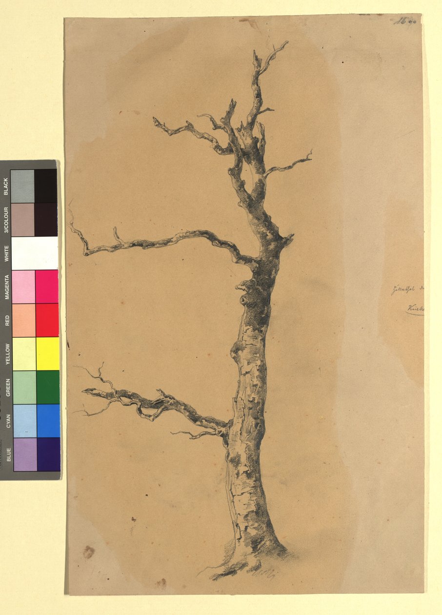 Studie eines kahlen Baumes de Josef Kriehuber