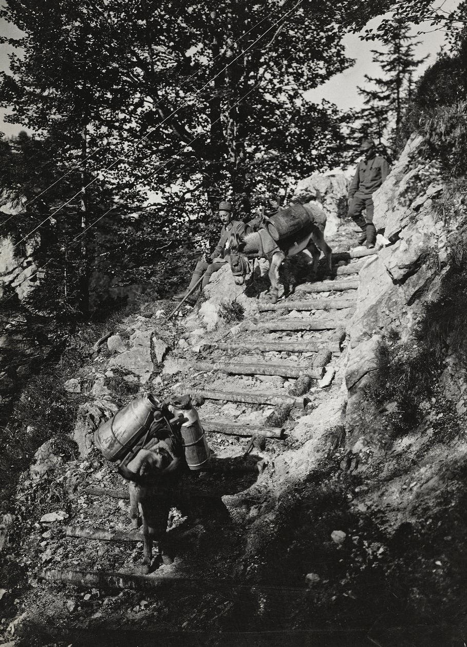 Álbum "Meine weltkriegs - Erinnerungen South-West Front (Caríntia, Itália, Tirol do Sul) (My world war - memories of the South-Western Front in Carinthia, Italy, Trentino-Alto Adige) 31/03/1915-12/11/1918 - Josef Zohles Wien ": Mulas do exército ao longo d de Josef Zohles