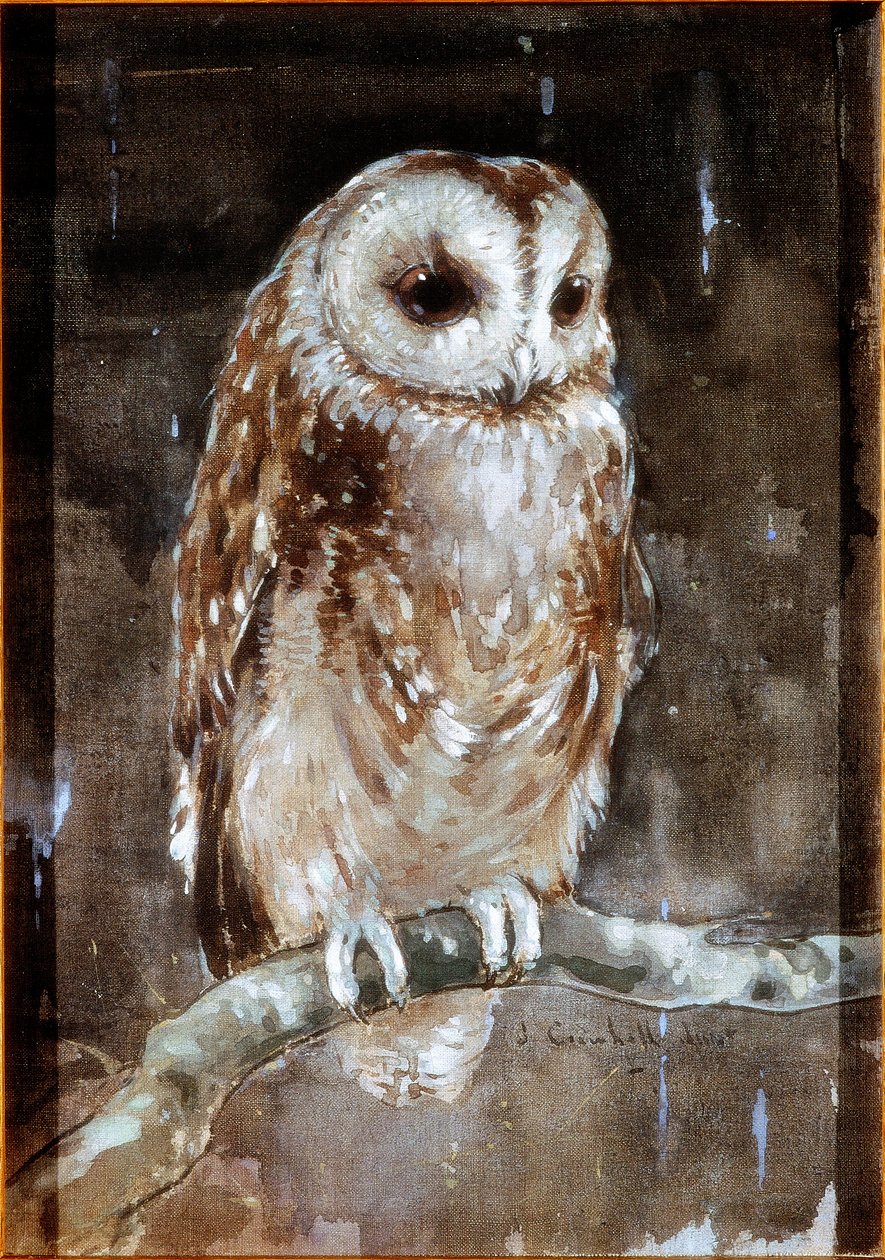 Tawny Owl (bodycolour e aquarela sobre têxteis (Holanda marrom) de Joseph Crawhall