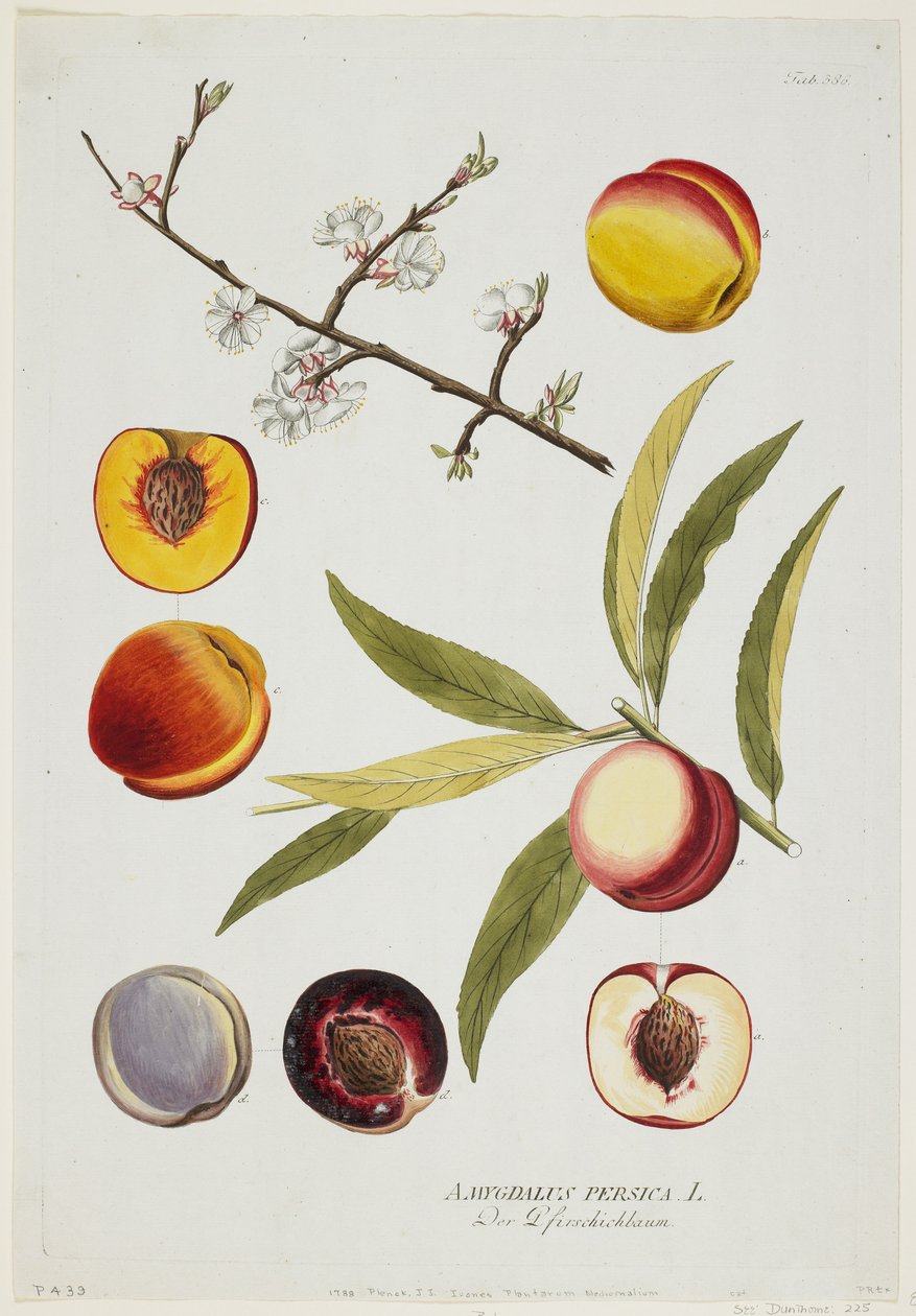 Amygdalus persica, de Icones Plantarum Medicinalium, 1788 (gravura à mão e guache) de Joseph Jacob Plenck