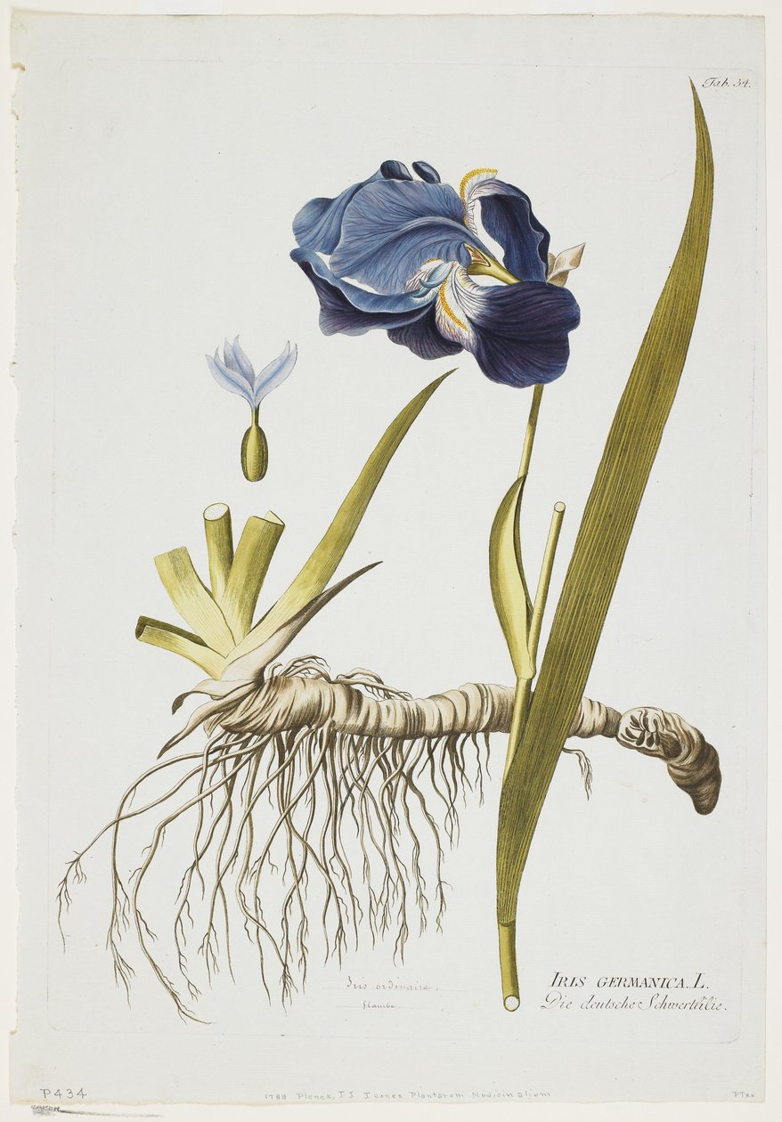 íris alemão, de ícones plantas Medicinalium, 1788-1812 (gravura mão-colorida) de Joseph Jacob Plenck