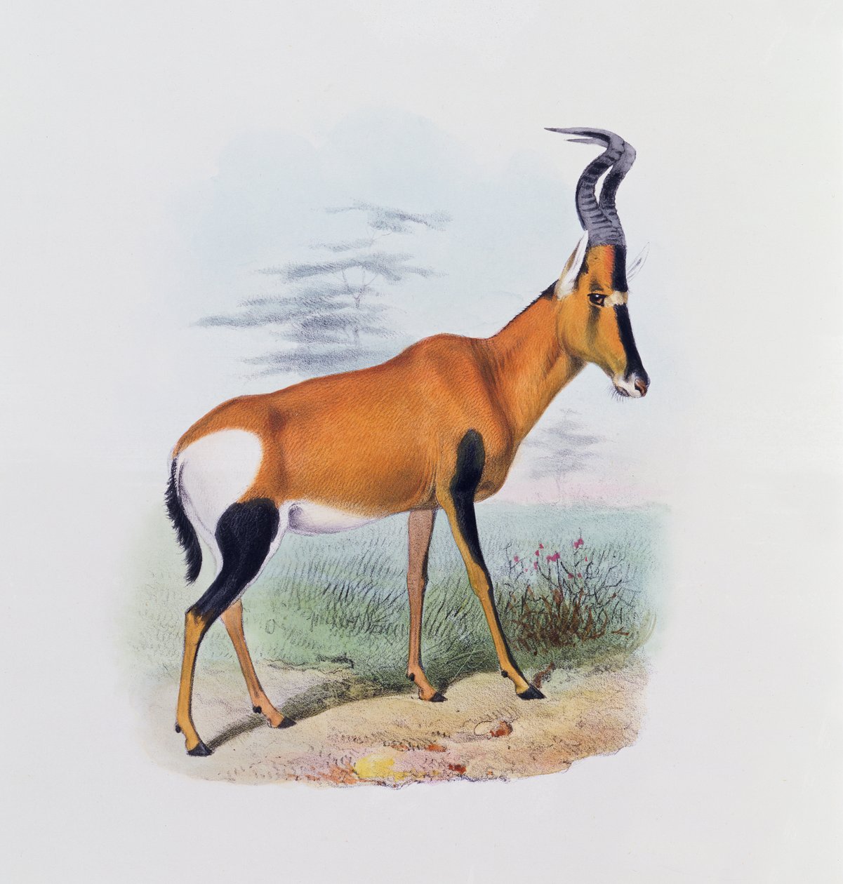 Antelope, de "O Livro dos Antílopes", de Joseph Smit