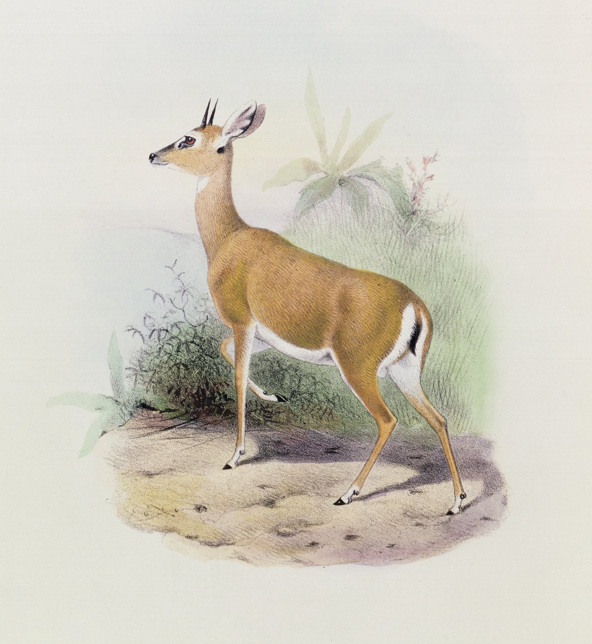Antelope, de "O Livro dos Antílopes", de Joseph Smit