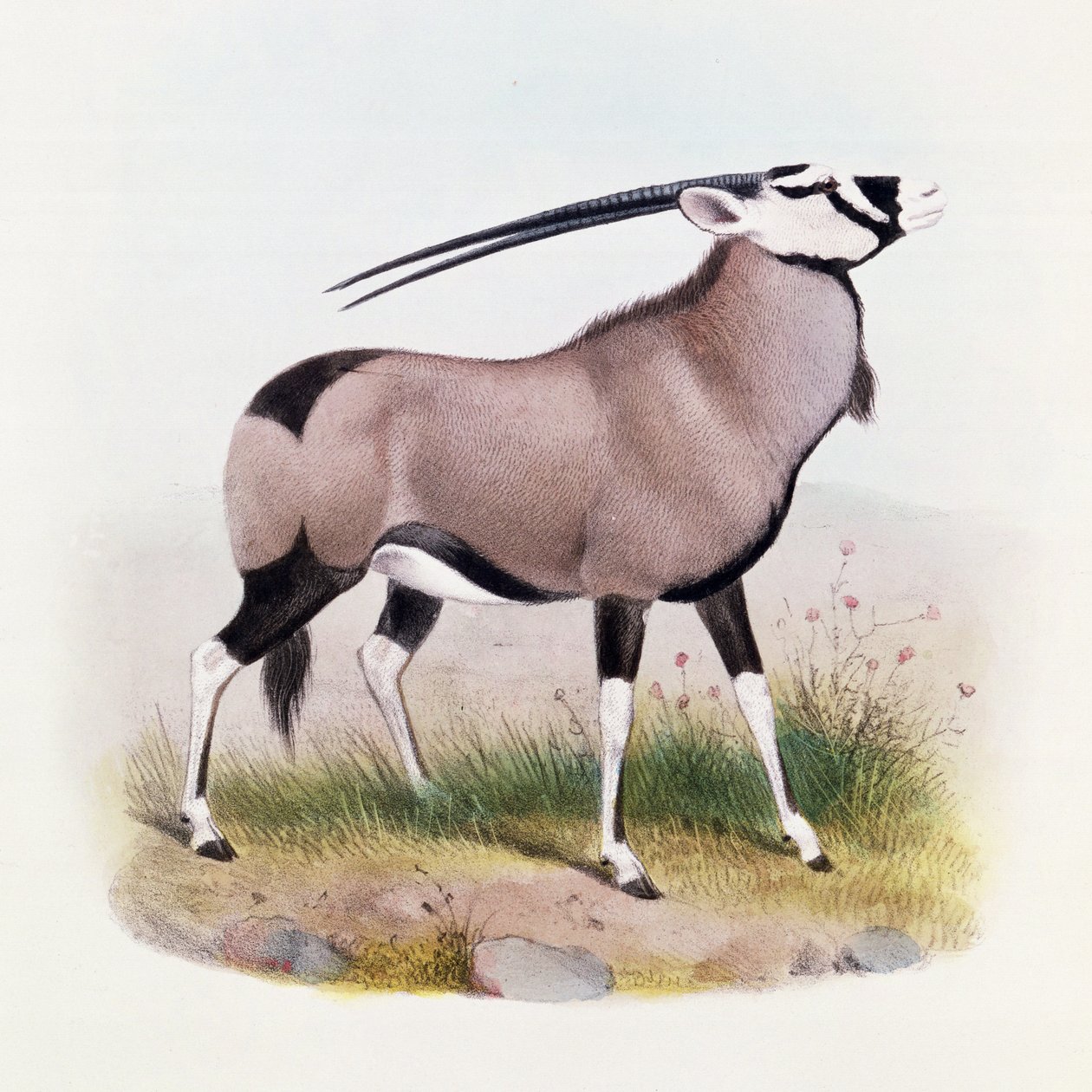 O Gemsbok, de &39;O Livro dos Antílopes&39;, de Joseph Smit