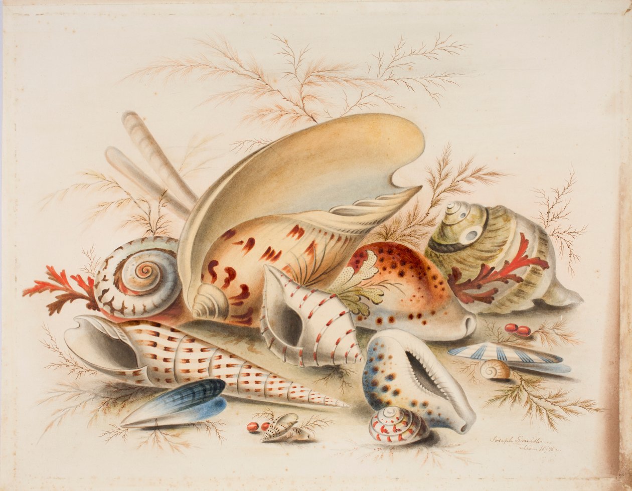 Estudo das Conchas do Mar, 1876 (wc on paper) de Joseph Smith