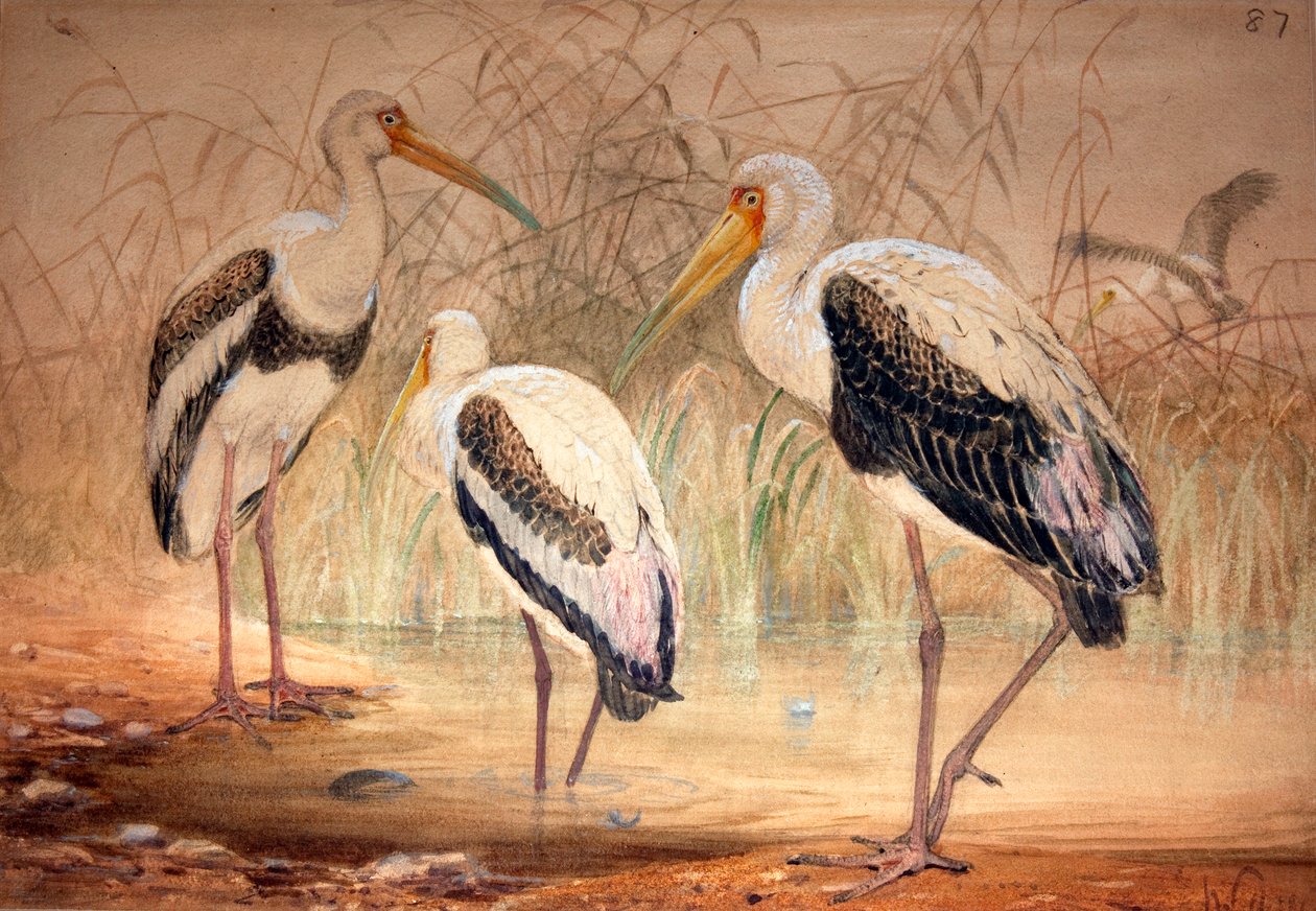 Tantalo Africano (Pseudotantalus ibis), 1856-67 (wc e lápis sobre papel) de Joseph Wolf