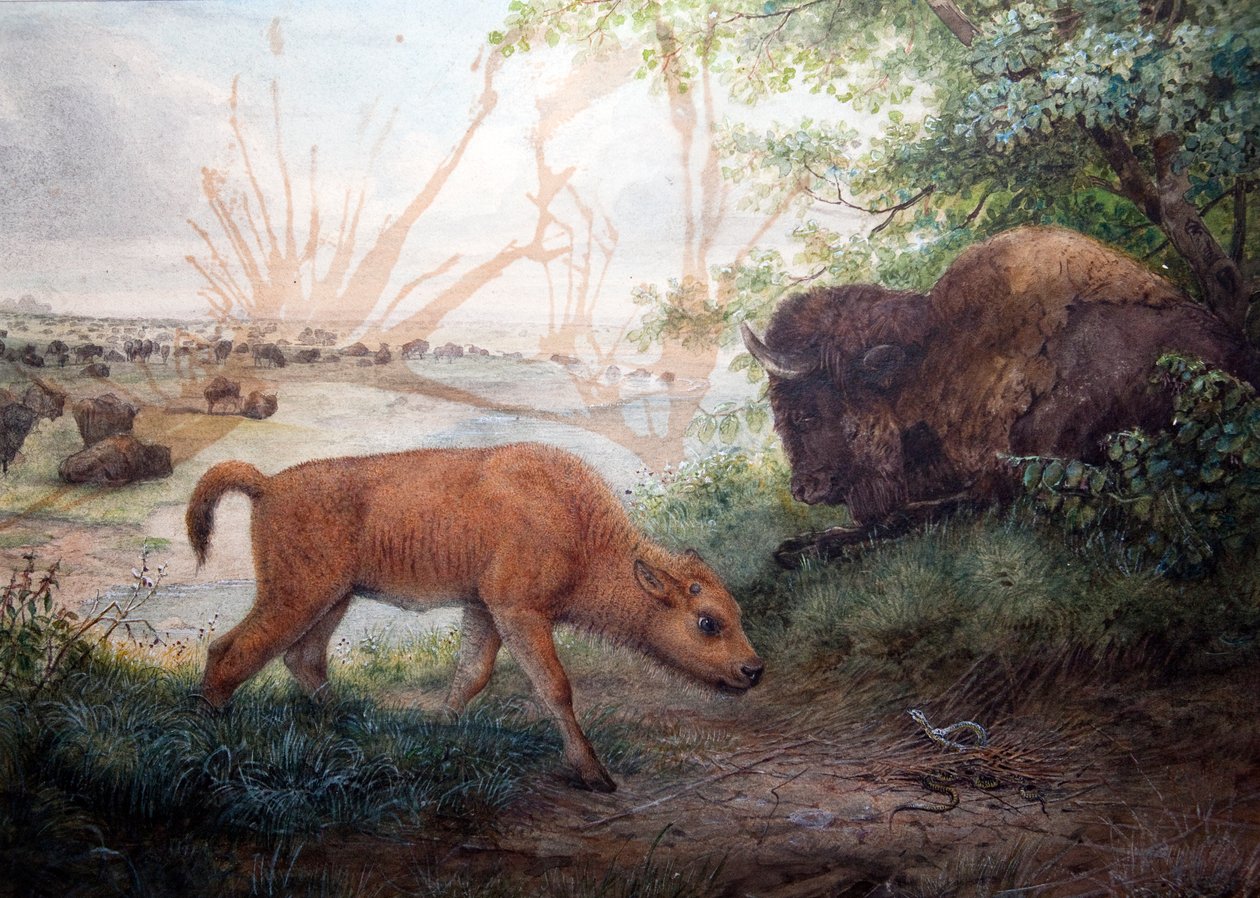Bisonte americano, 1850 de Joseph Wolf
