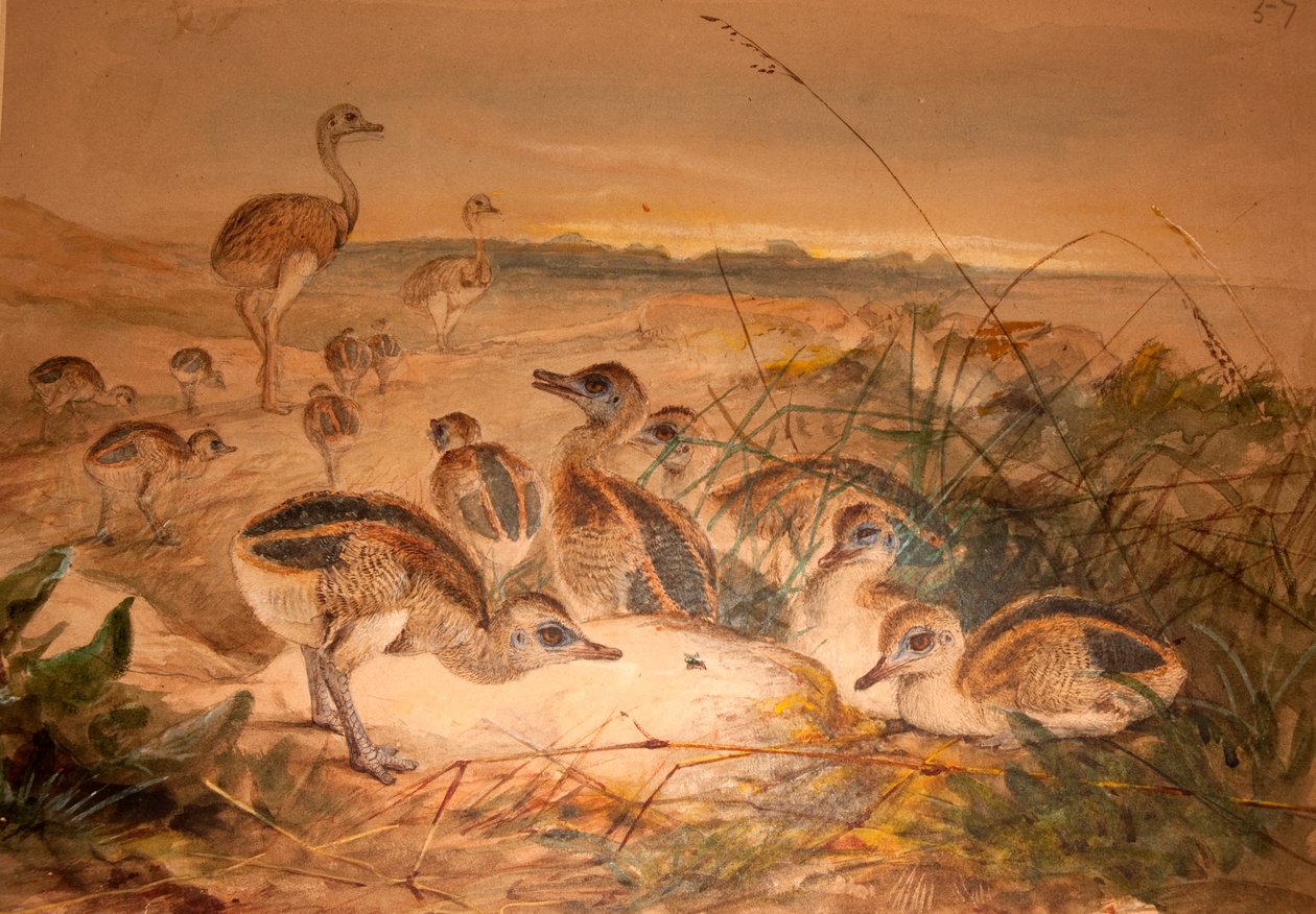 Rheas americana (Rhea americana), c.1851-76 de Joseph Wolf