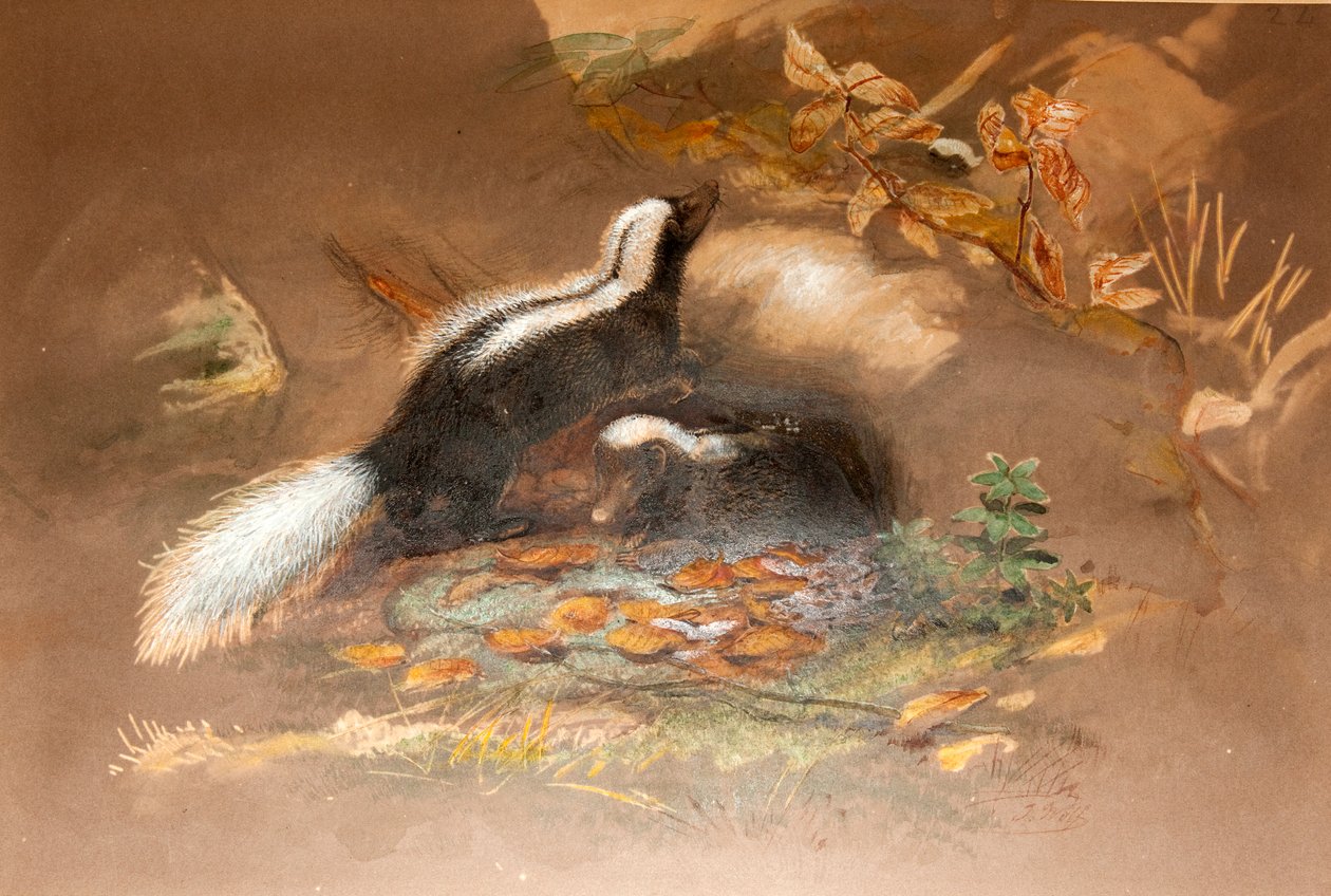 American Skunk de Joseph Wolf