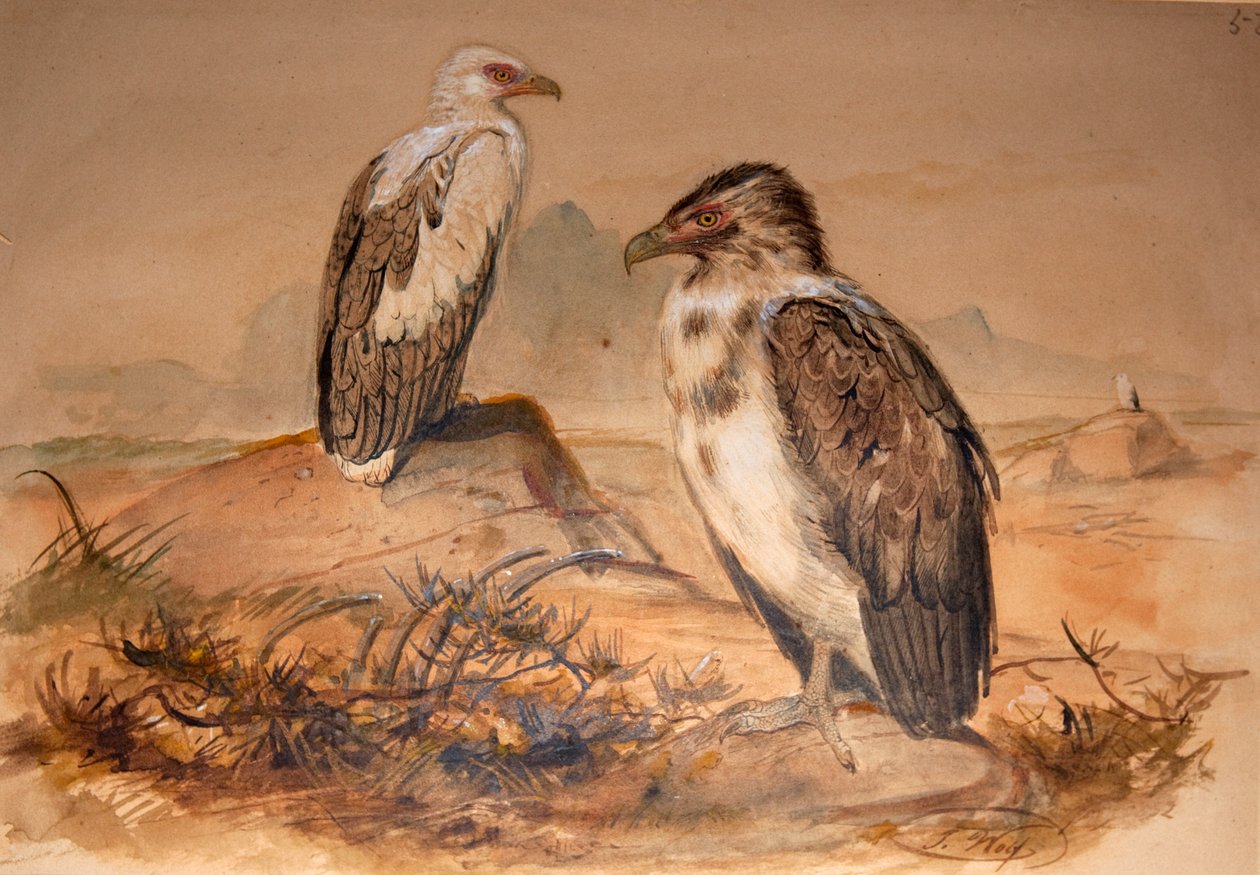 Abutre de Angola (Gypohierax angolensis), 1856-67 de Joseph Wolf