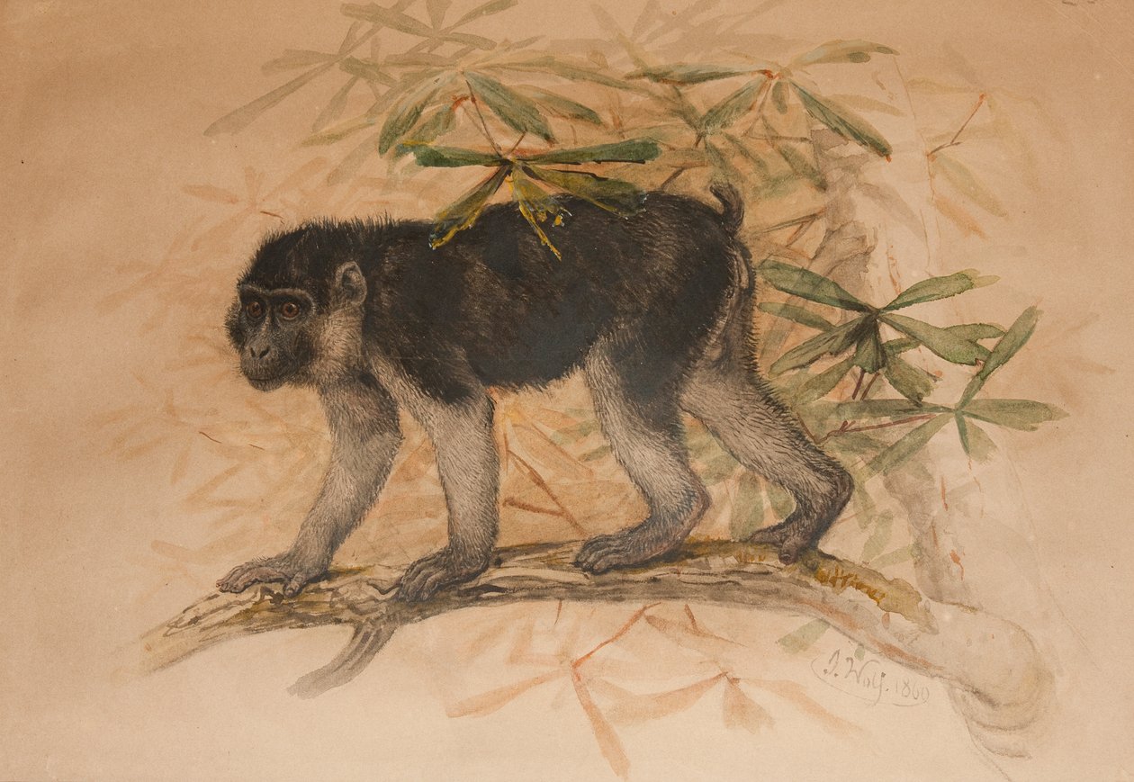 Macaco cinza-escuro (Macacus ocreatus), 1869 de Joseph Wolf