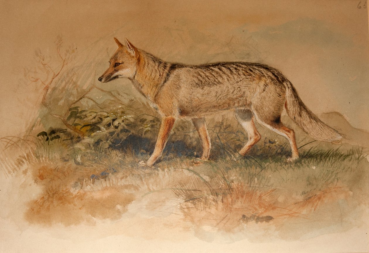 Raposa de Azara - Canis azarae de Joseph Wolf