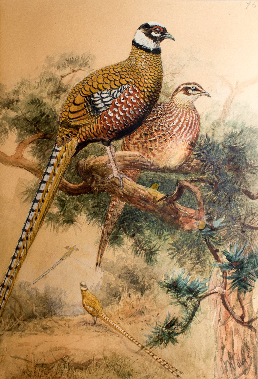 Faisão-de-cauda-barrada (Phasianus reevesi), 1852-54 de Joseph Wolf