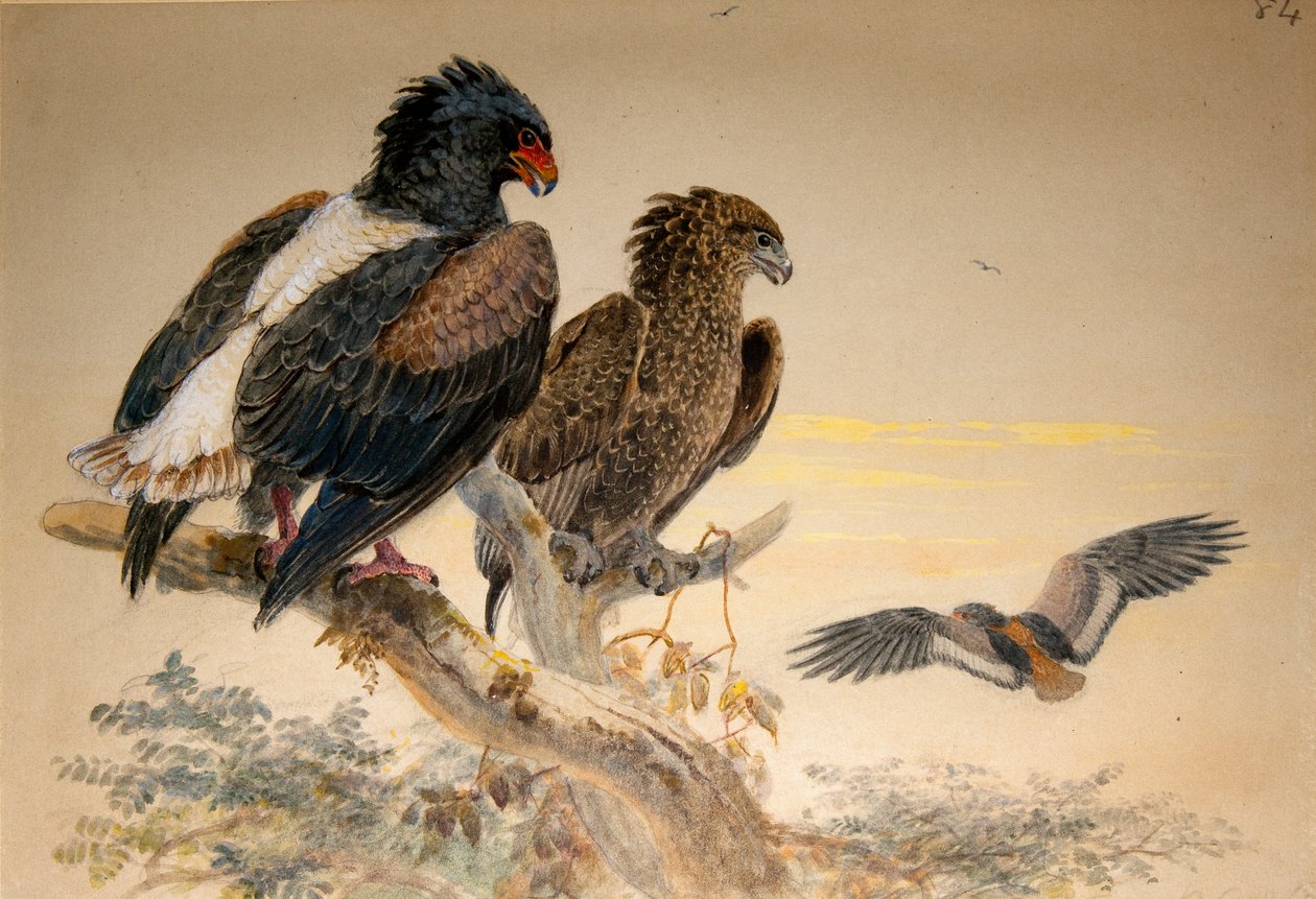 Águia de Bataleur (Helotarsus ecaudatus), 1856-67 (wc e lápis sobre papel) de Joseph Wolf