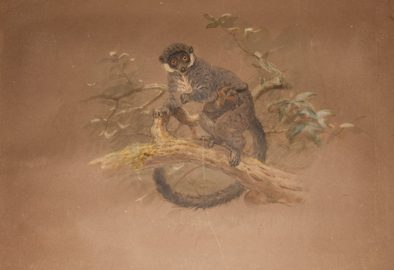 Lêmure-de-patas negras (nigifrons de lêmure) de Joseph Wolf