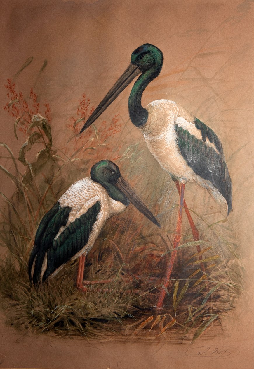 Cegonha-de-pescoço-preto (Xenorhynchus australis), 1856-67 de Joseph Wolf