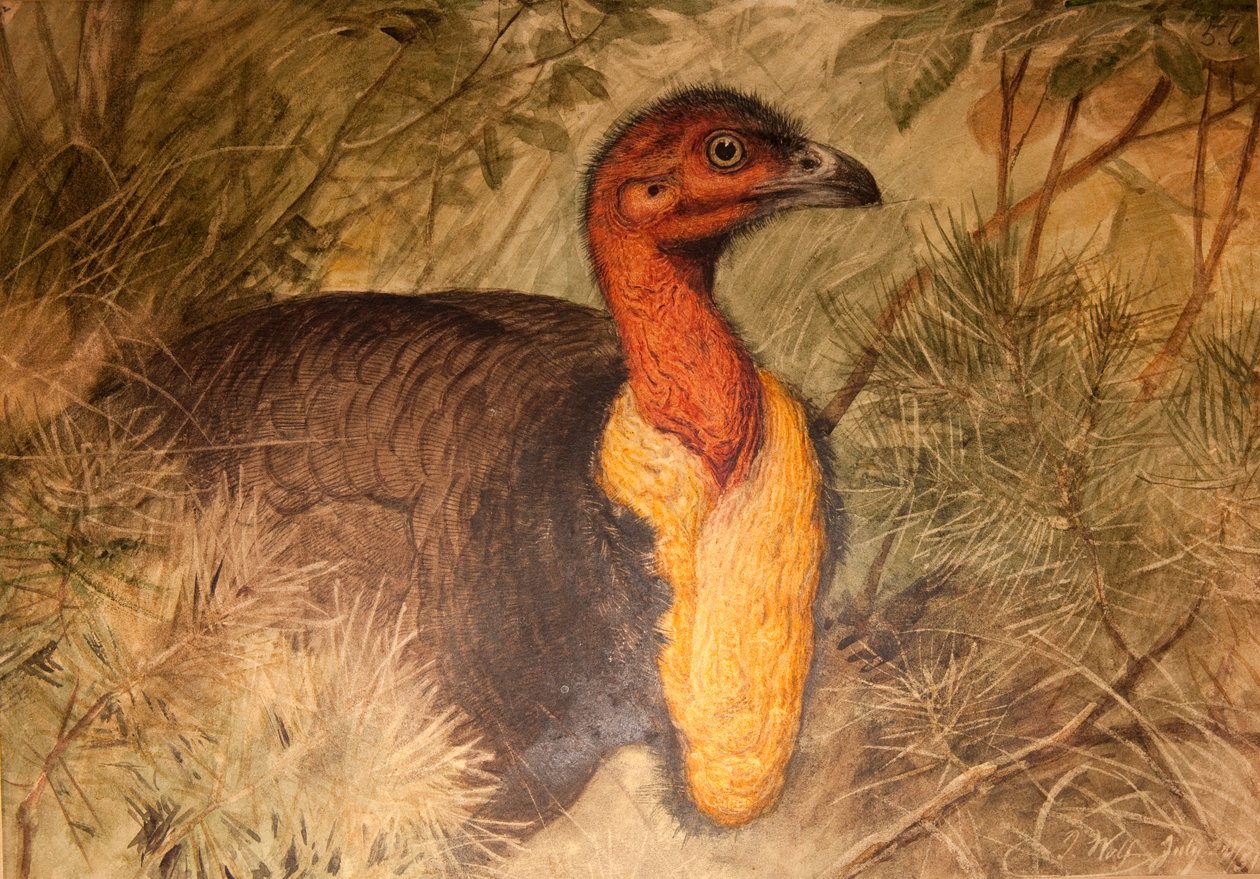 Escova de peru (Talegalla lathami), c.1851-76 (wc e lápis sobre papel) de Joseph Wolf