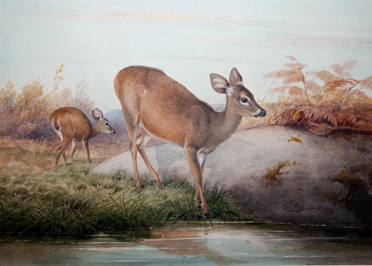 Veado da Califórnia, c.1850 de Joseph Wolf