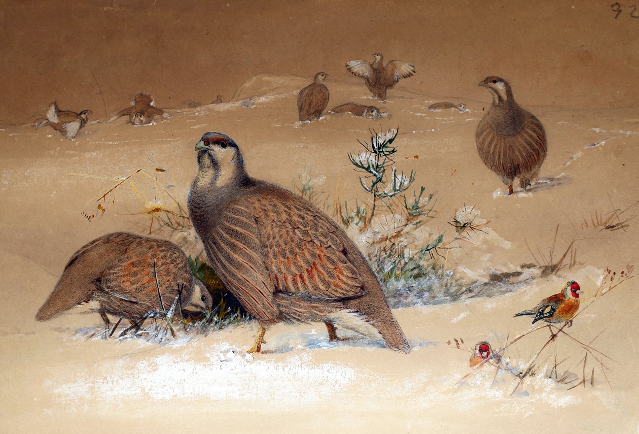 Perdiz da neve do mar Cáspio (Tetraogallus caspius), 1852-54 de Joseph Wolf
